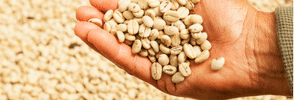 Colombian Green Coffee Beans
