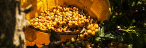 COLOMBIAN COFFEE ROBUSTA VS ARABICA