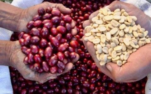 Best Colombian Coffee Company